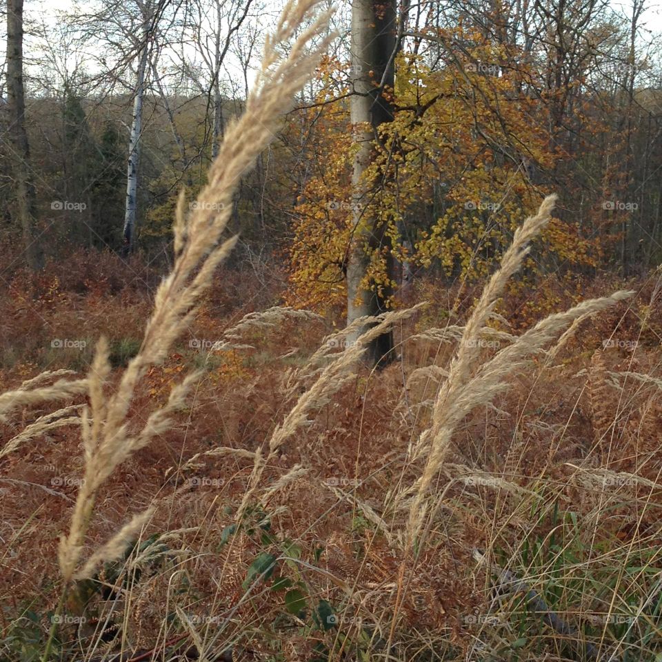 Forest quality sup. outdoors various density