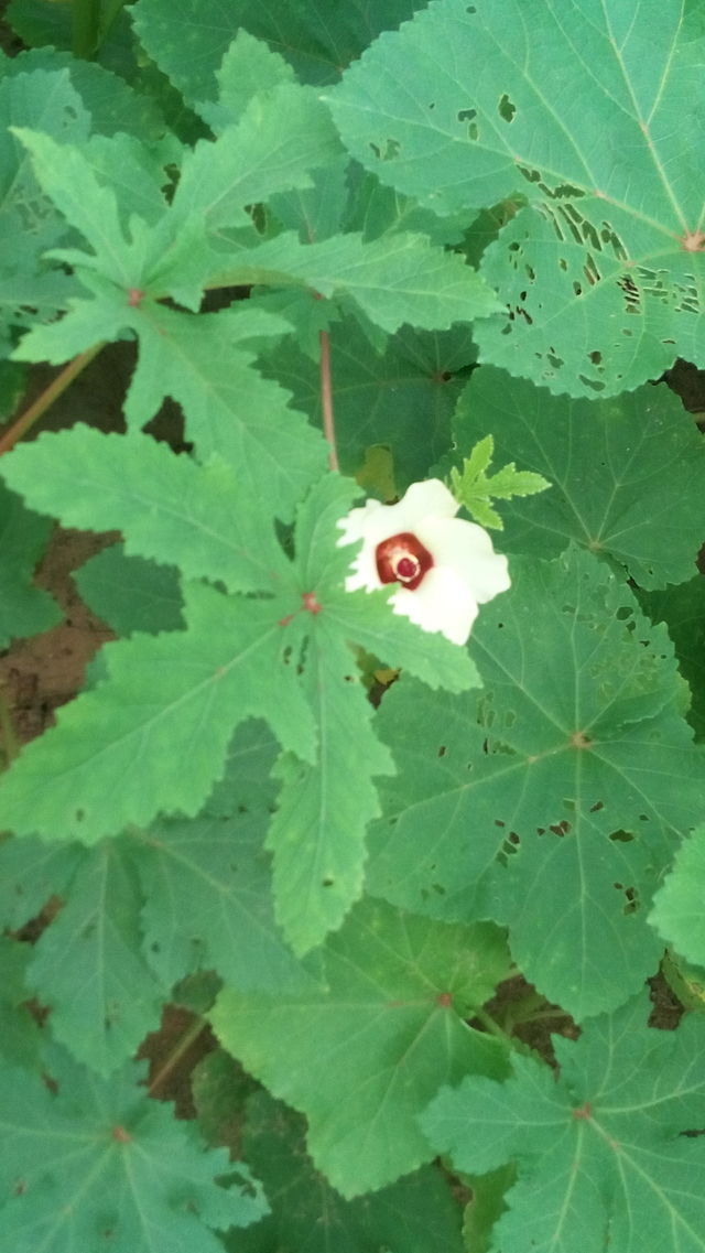 beautiful flower