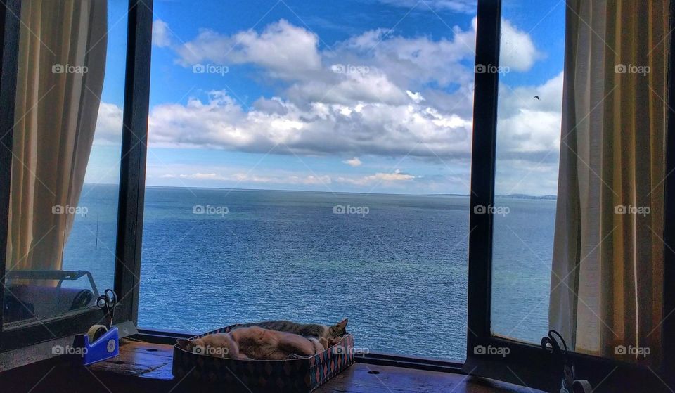 gatos e mar cat And sea