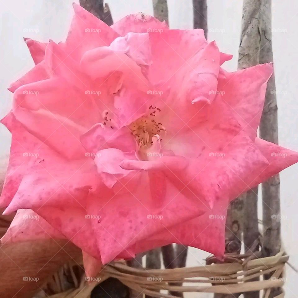 most beautiful and attractive flowers in the garden.