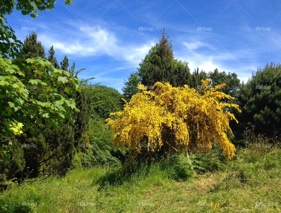 Yellow tree . Yellow tree in garden