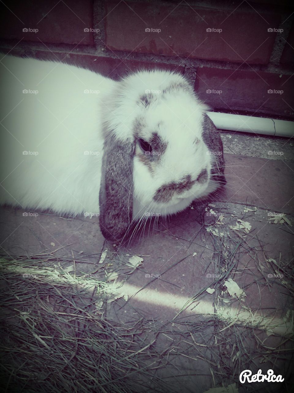 Beautiful Fluffy Lop eared Bunny,  relaxing and eating.