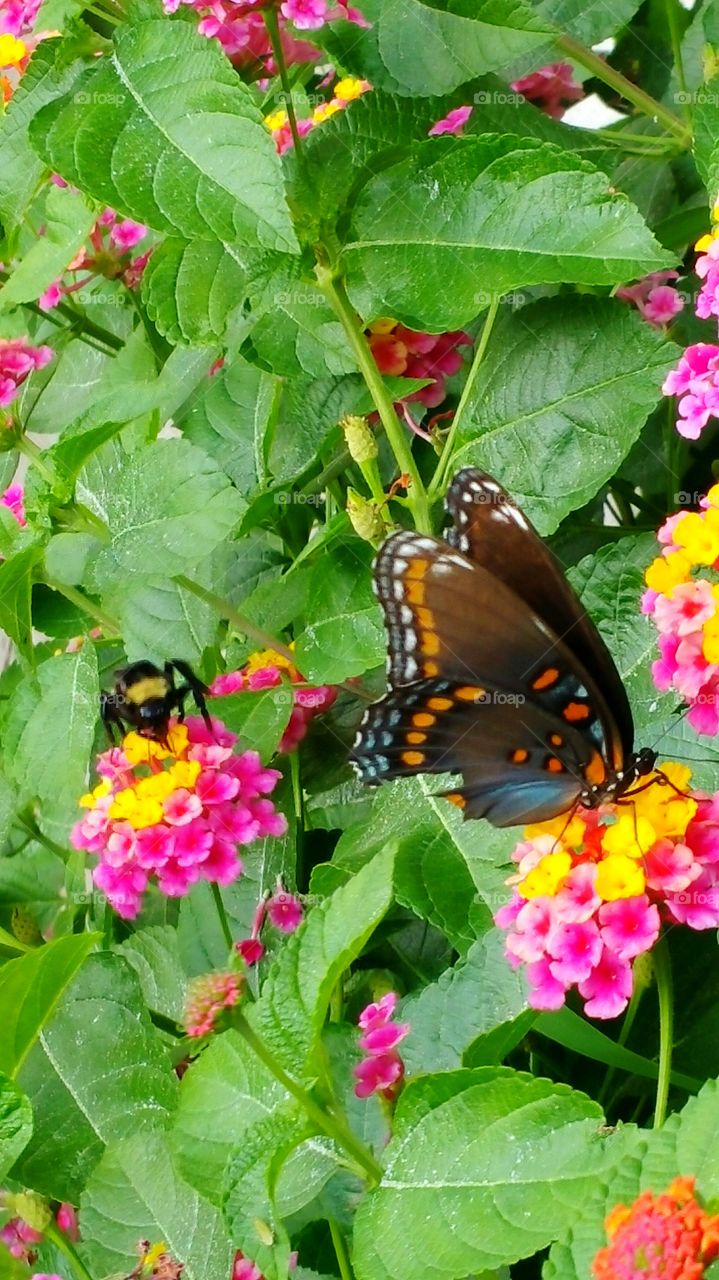 Nature, Butterfly, No Person, Summer, Flower