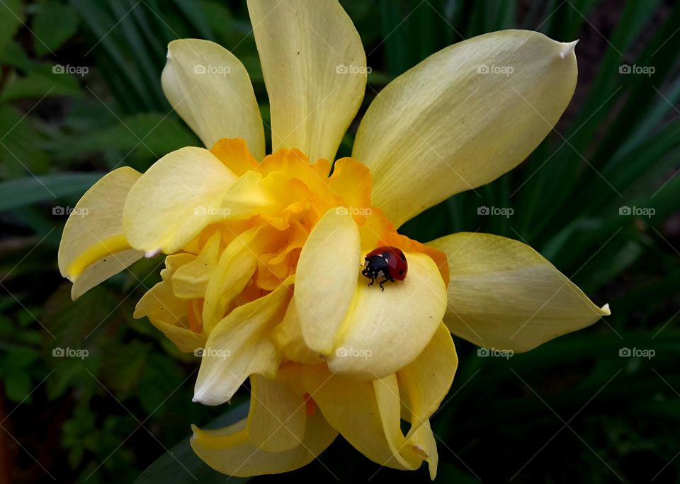 beautiful yellow flower