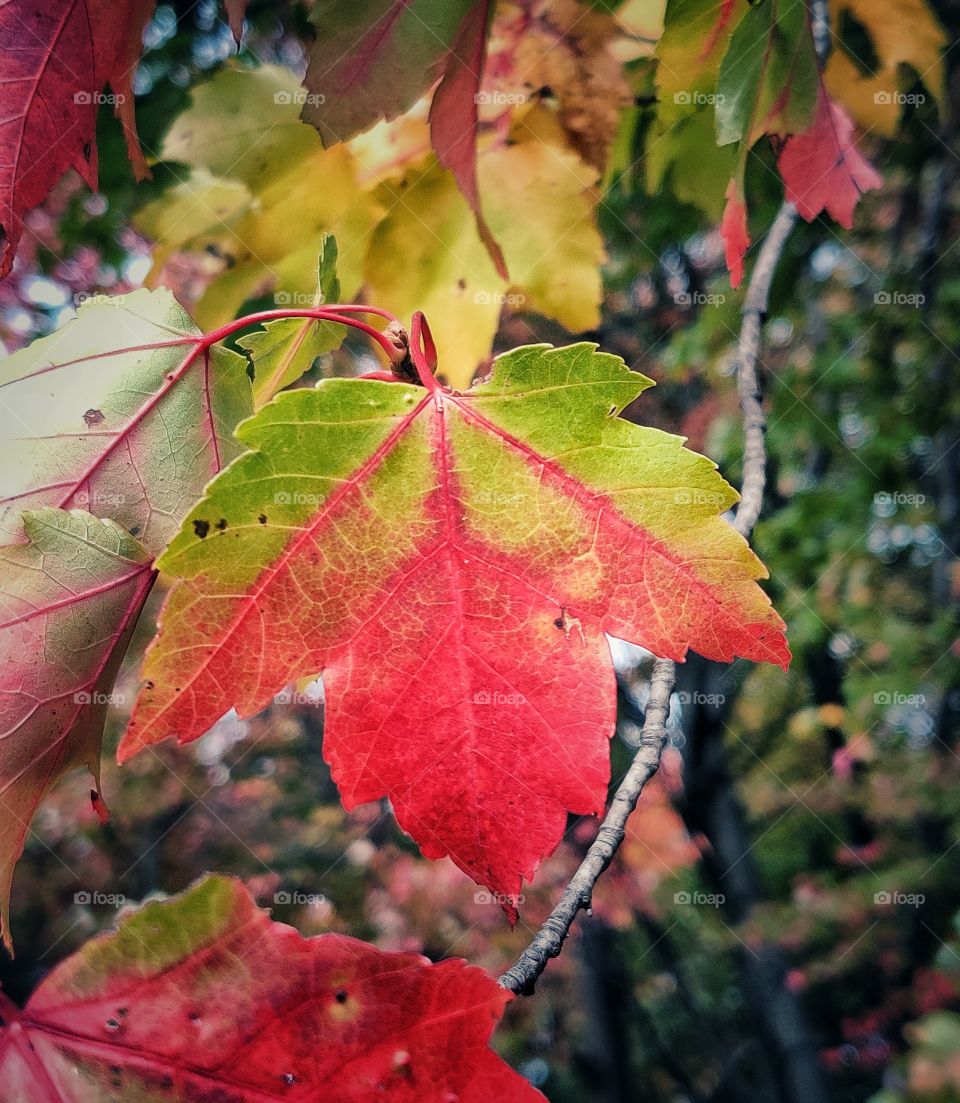 Various colors of autumn.