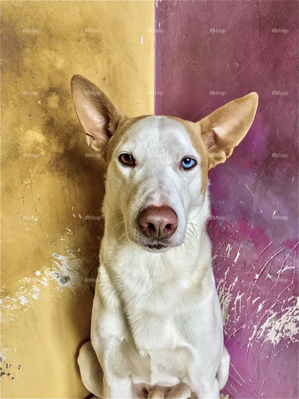 Portrait of clever dog with heterochromia, colorful eyes posing at old bright wall. 
