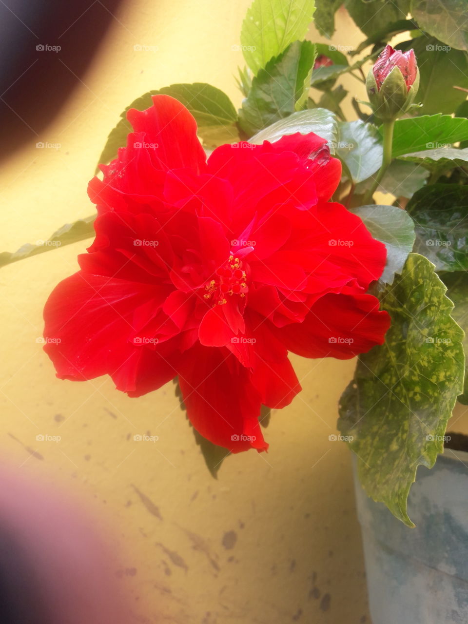 beautiful hibiscus flowers