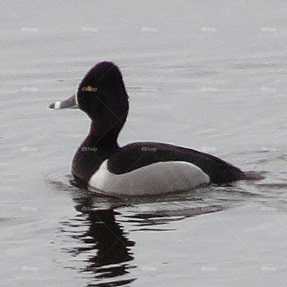 Ring necked duck