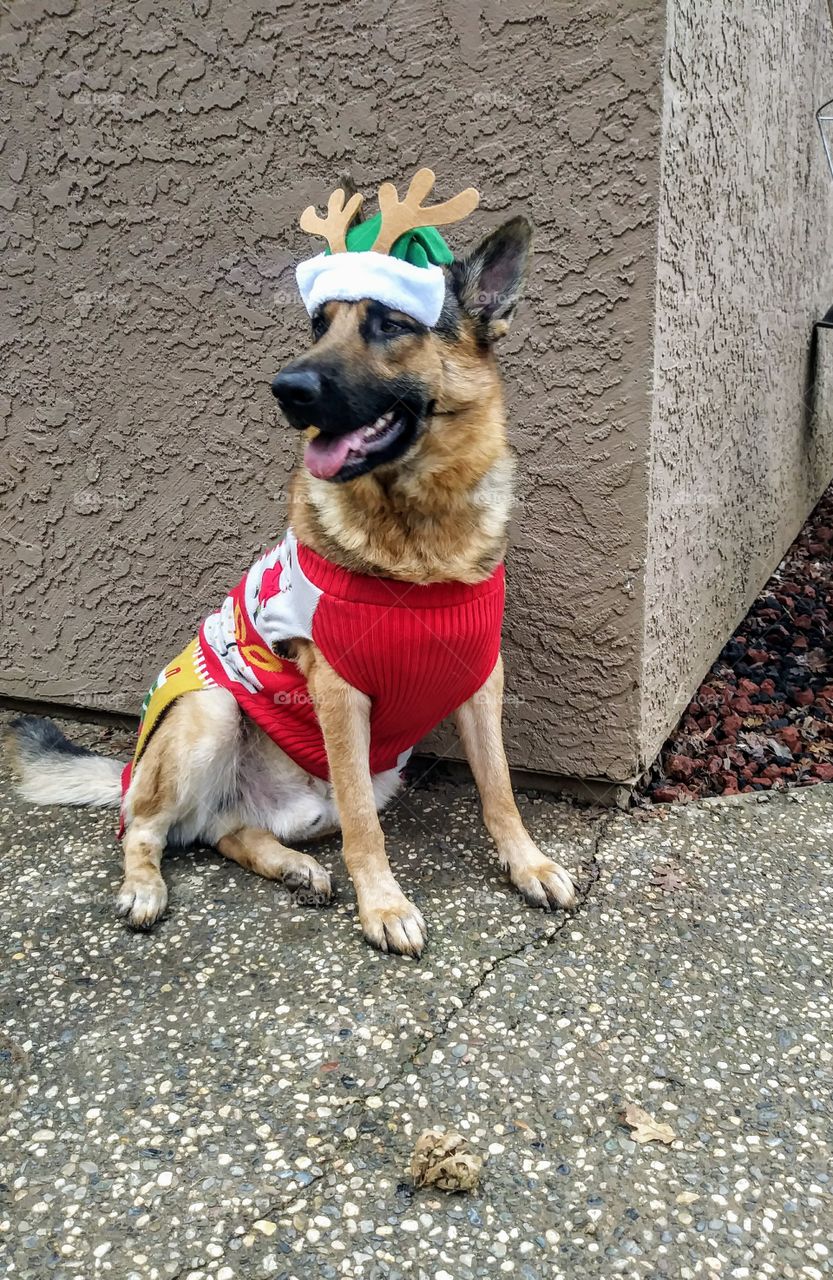 german shepherd not looking at camera. sitting in christmas sweater and hat with antlers