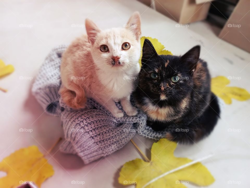 kittens sitting on a warm sweater, and around there are yellow leaves