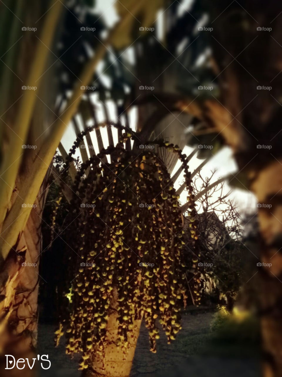 Sunset in the garden 🍂