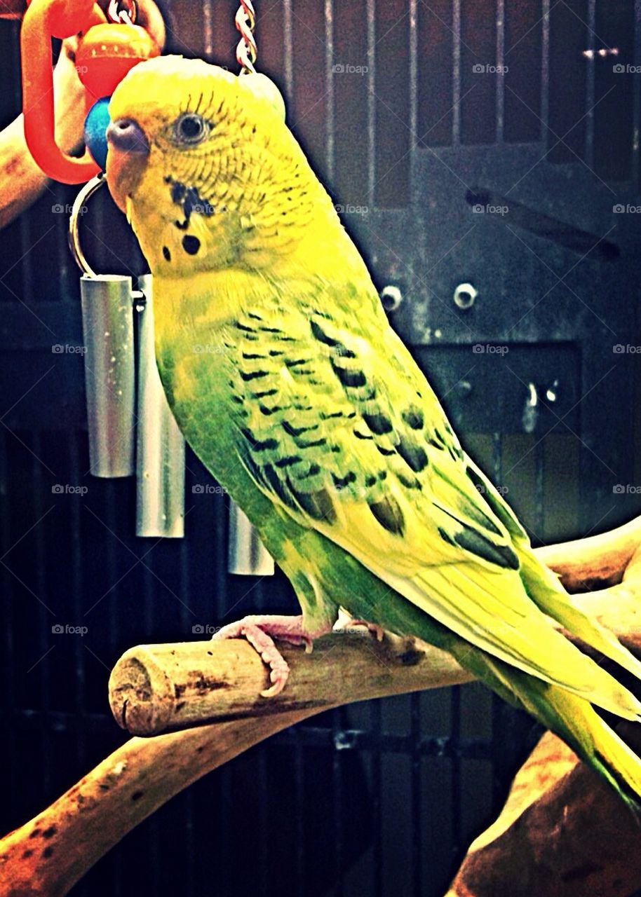 Budgie