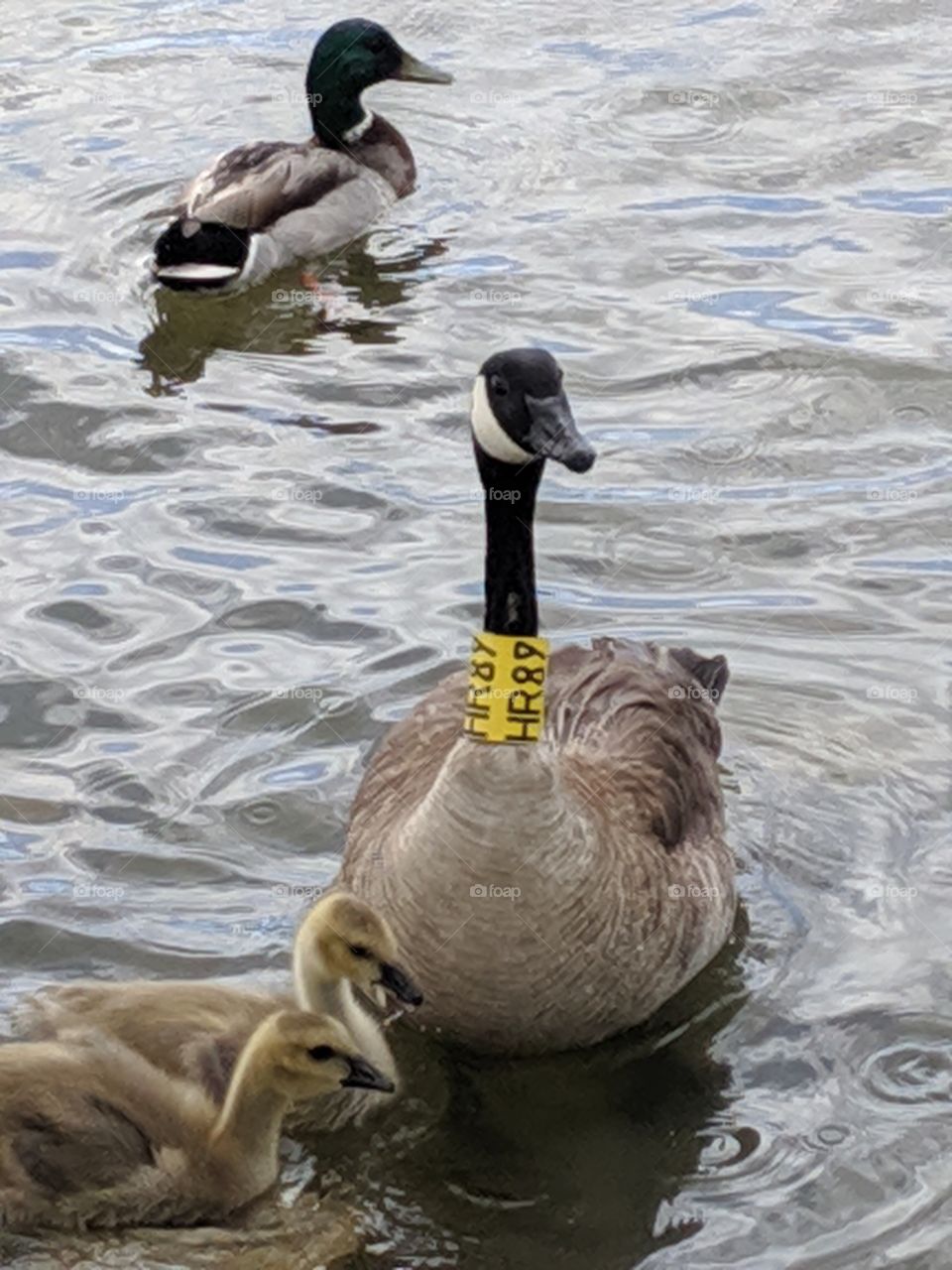 A Lake in Utah with a Mommy Swan or Goose with her 2 Babies.
 ©️ Copyright CM Photography