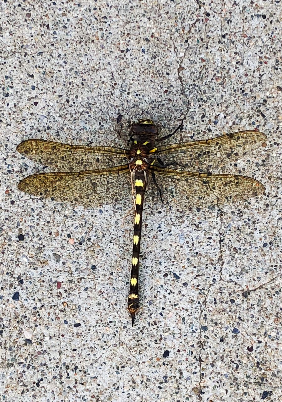 Dragonfly Against Concrete