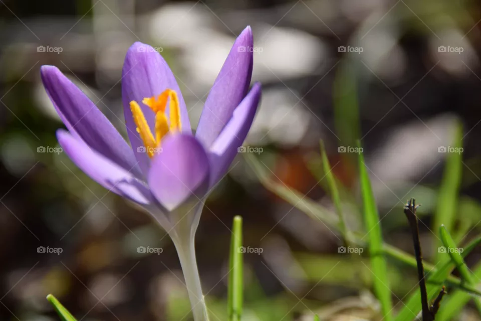 Springtime