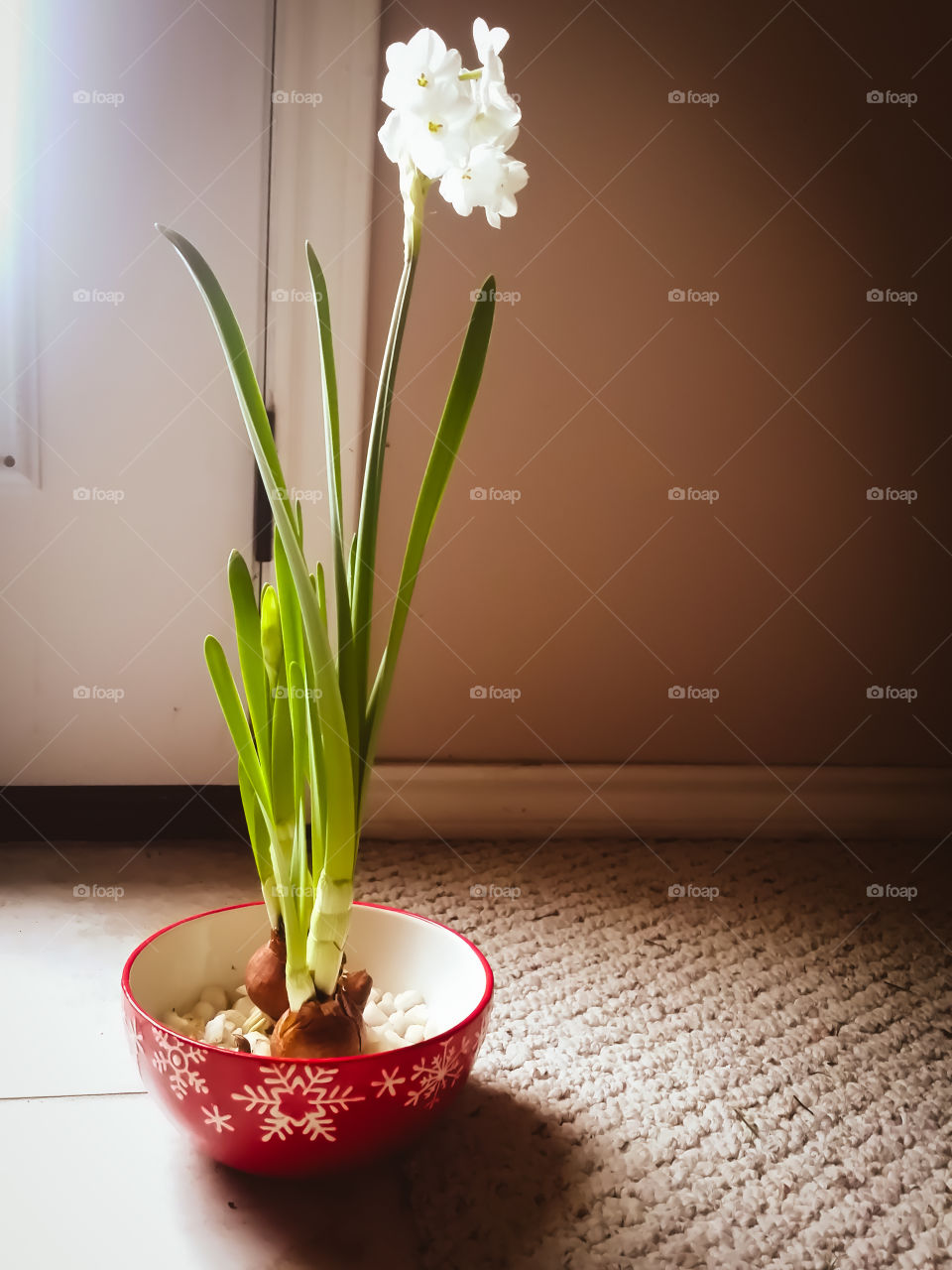 Single view of narcissus plant