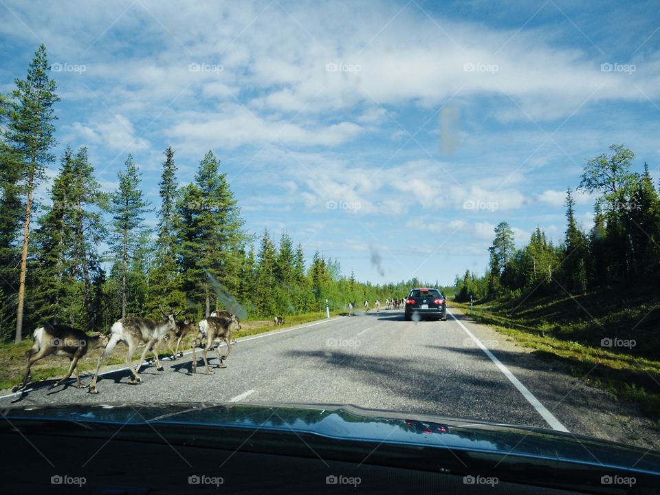 A view from a car with reindeer running next to it