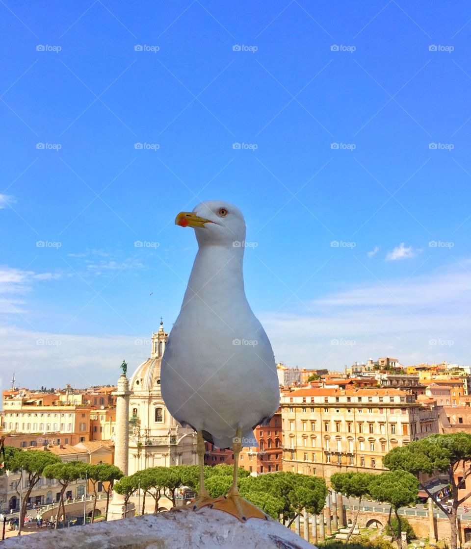 Seagull 