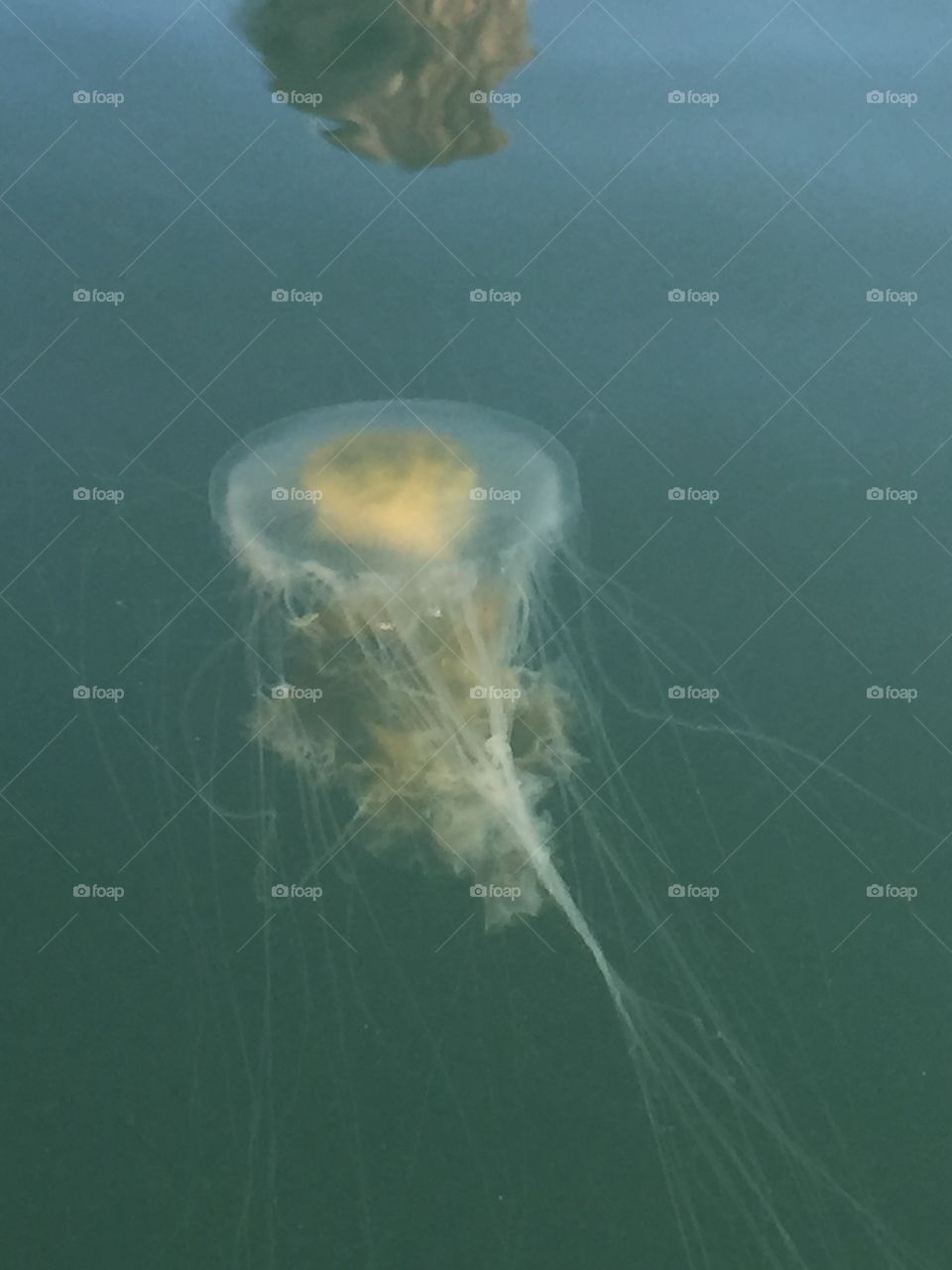 |July 2018| jellyfish in Nisqually Delta near Nisqually, WA. 