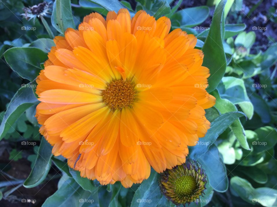 Orange marigold 