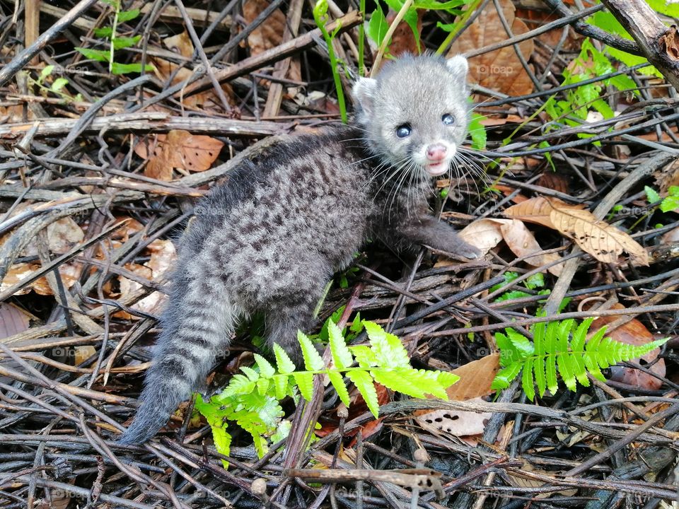 Malay civet (vivera tangalunga)