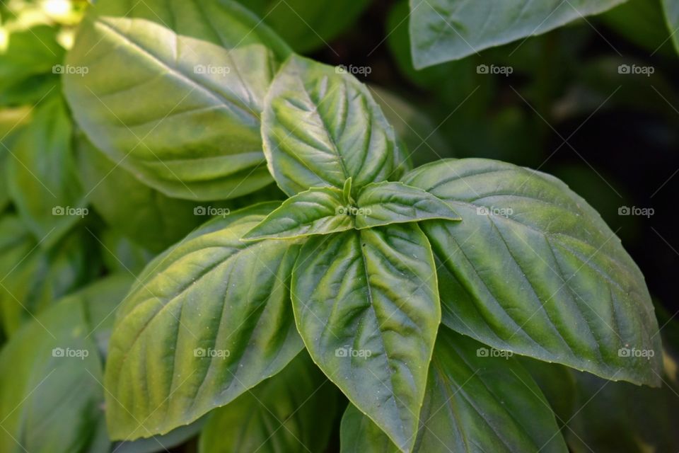 basil plant