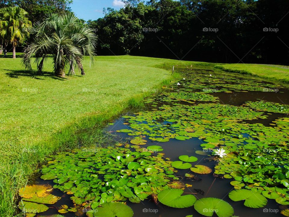 O lago de vitórias- régias.