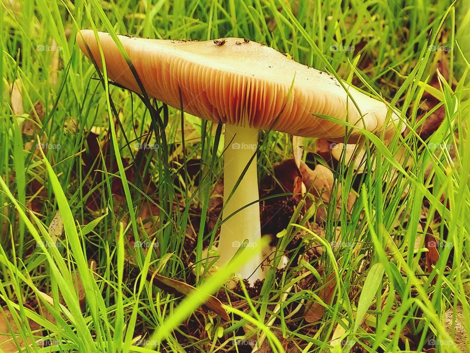 wild mushroom
