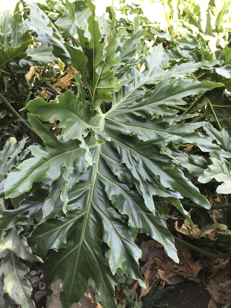 Large plant. It is big enough make the environment look like a jungle.