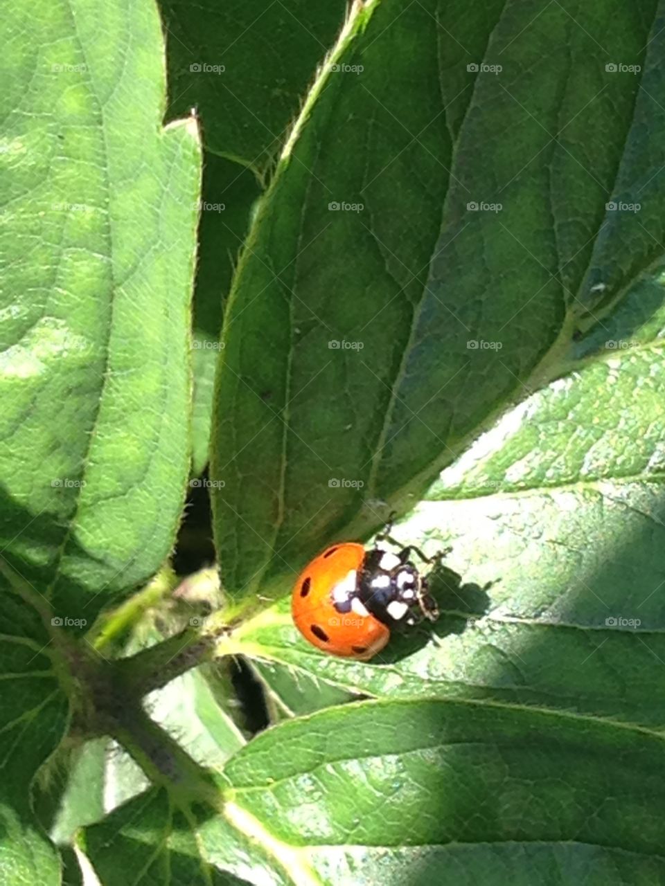 Cute ladybug