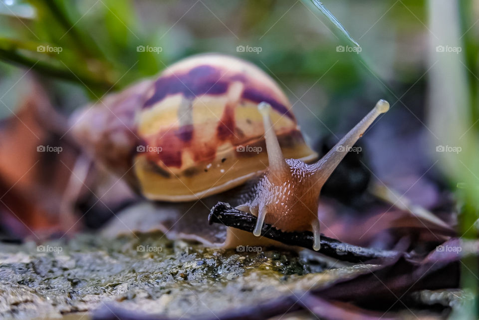 Snail