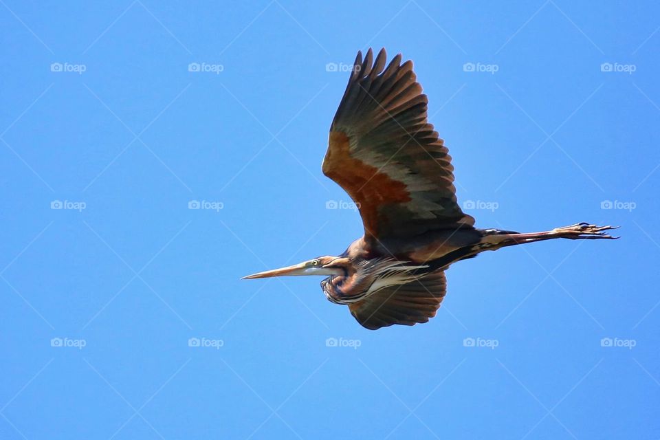 Low angle view of purple heron flying in sky