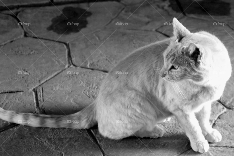 Farm Cat B&W