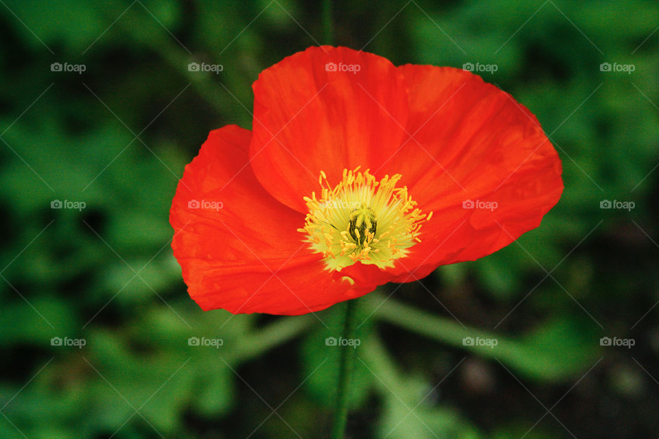 Spring Poppy 