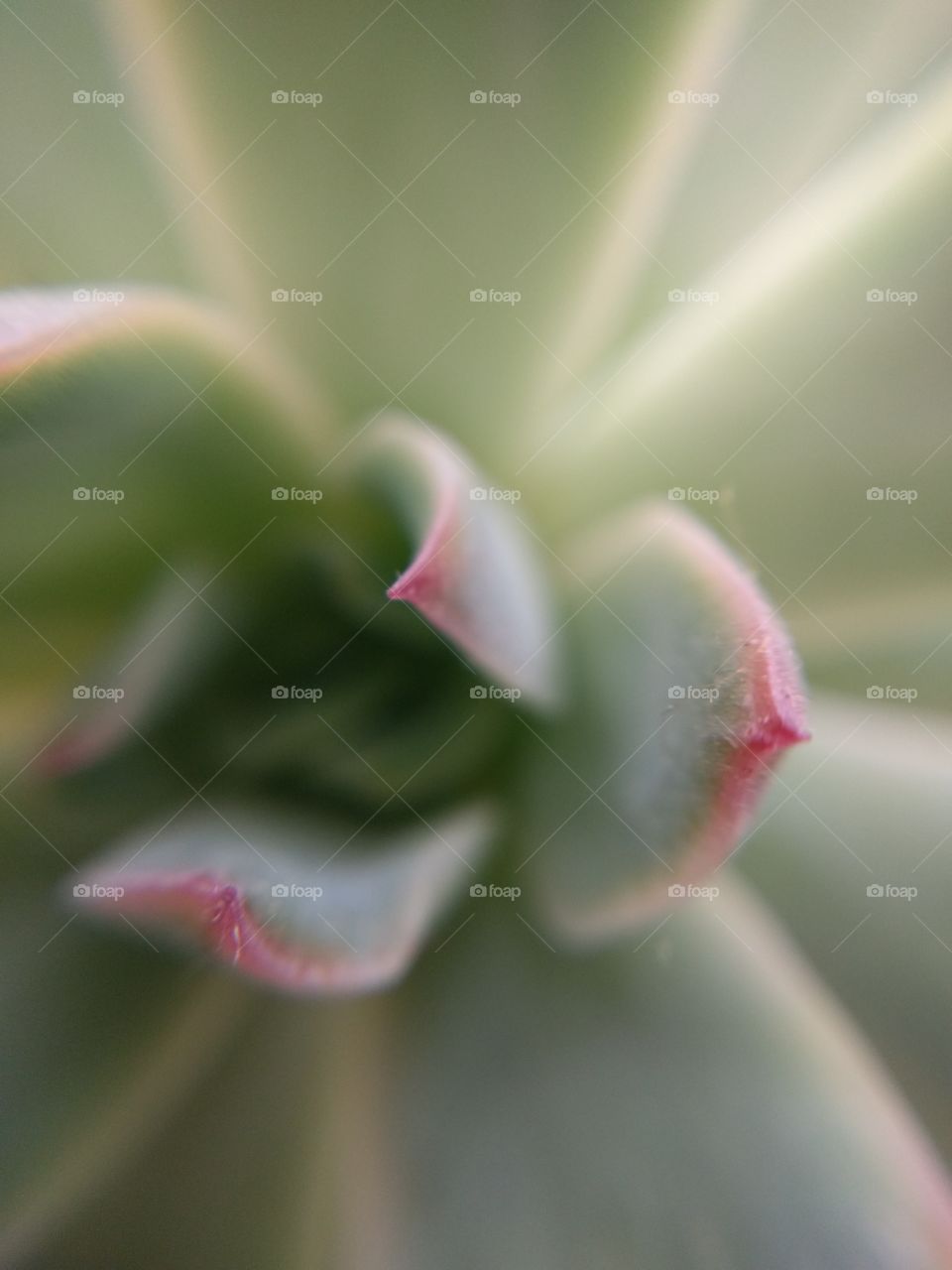 Extreme close-up of succulent plant
