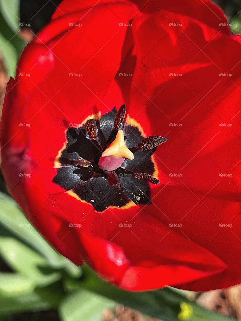 Tulip 