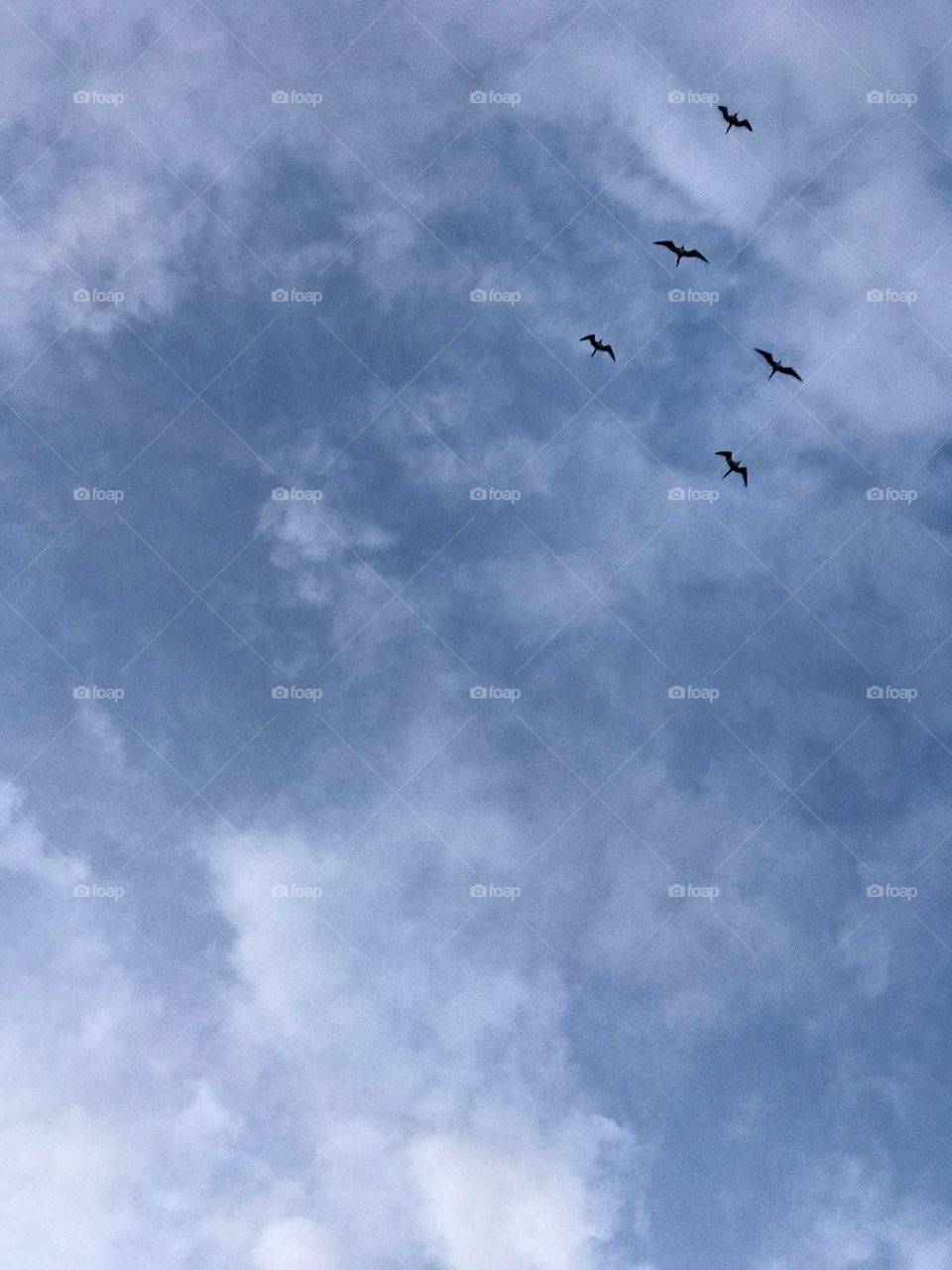 Blue sky with birds