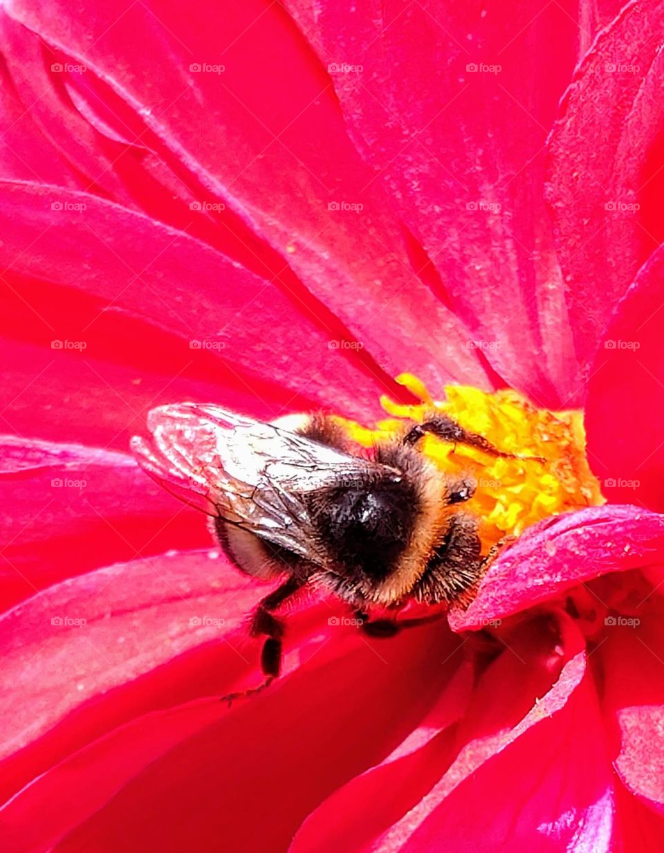 Red and Bee