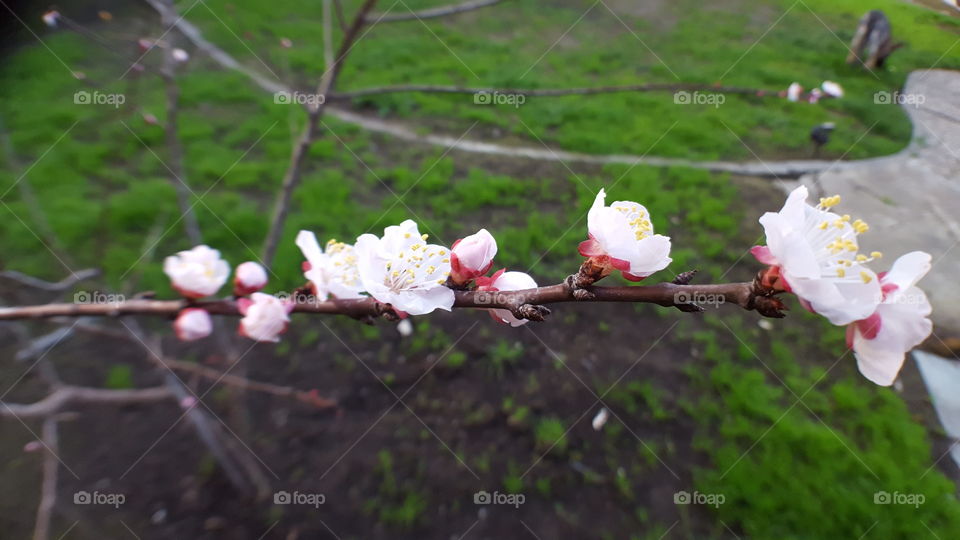 branch of blossoms