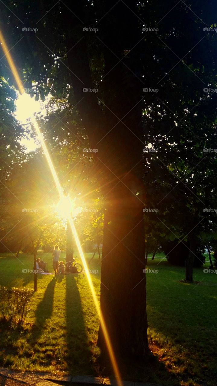 Sunlight in the Park