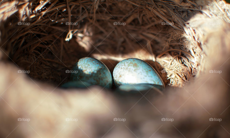 Two blackbird eggs in a nest focused while the rest is out of focus