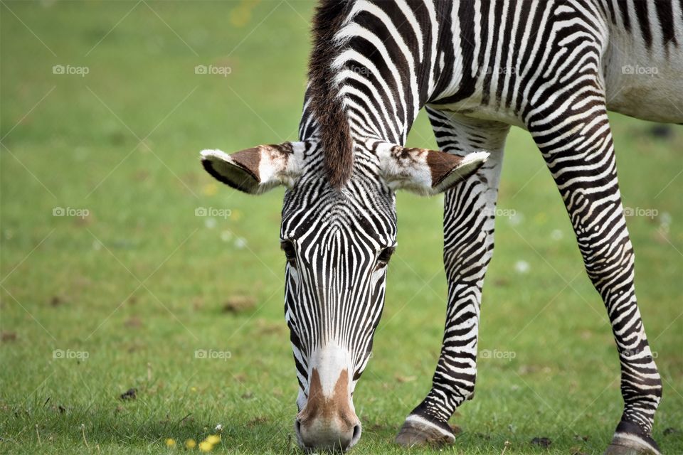 Zebra face on