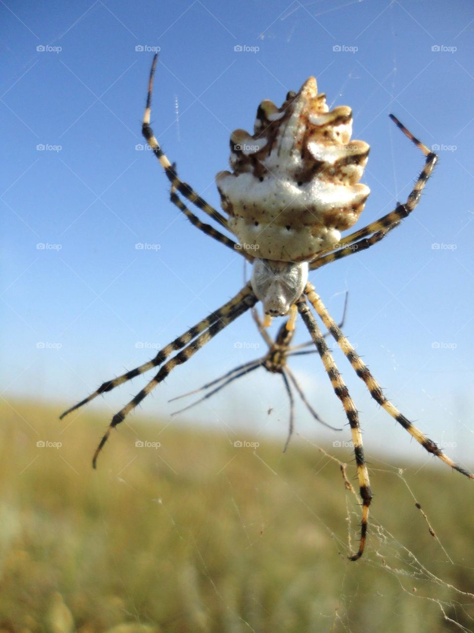 big silver spider close up