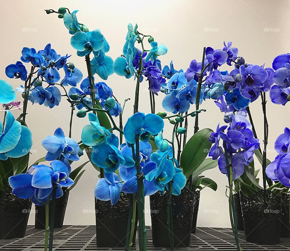 Blue orchids 