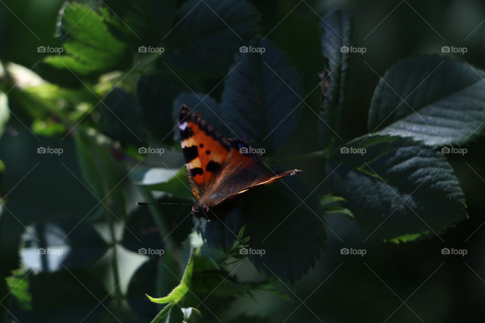 Butterfly, Insect, No Person, Nature, Invertebrate