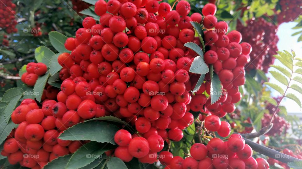 Red berries