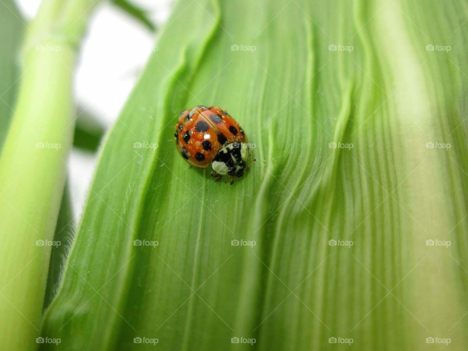 Coccinellidae in grass