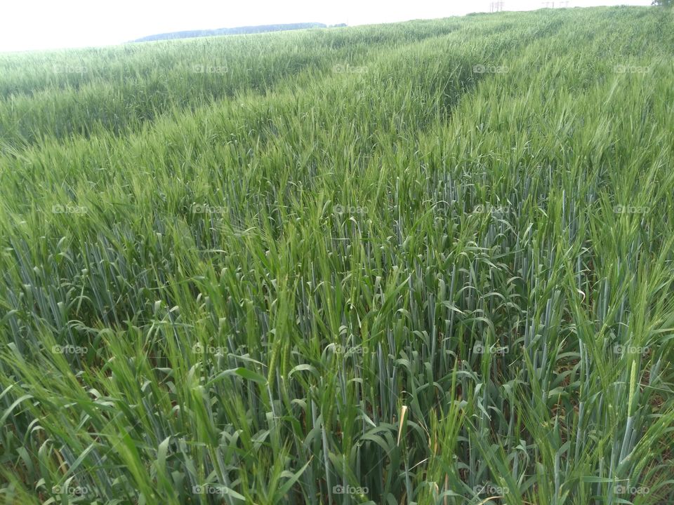 green agriculture field summer landscape