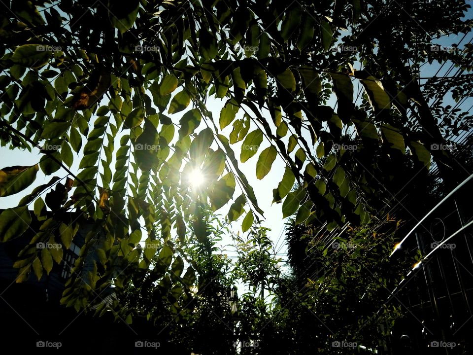 tree,light,sun
