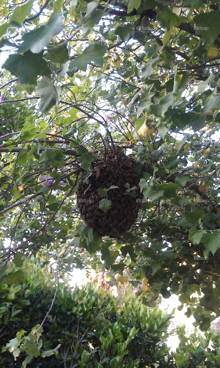 bundle of bees. a bunch of bees temporarily gathered on this tree. a couple of hours later it was just gone. 
